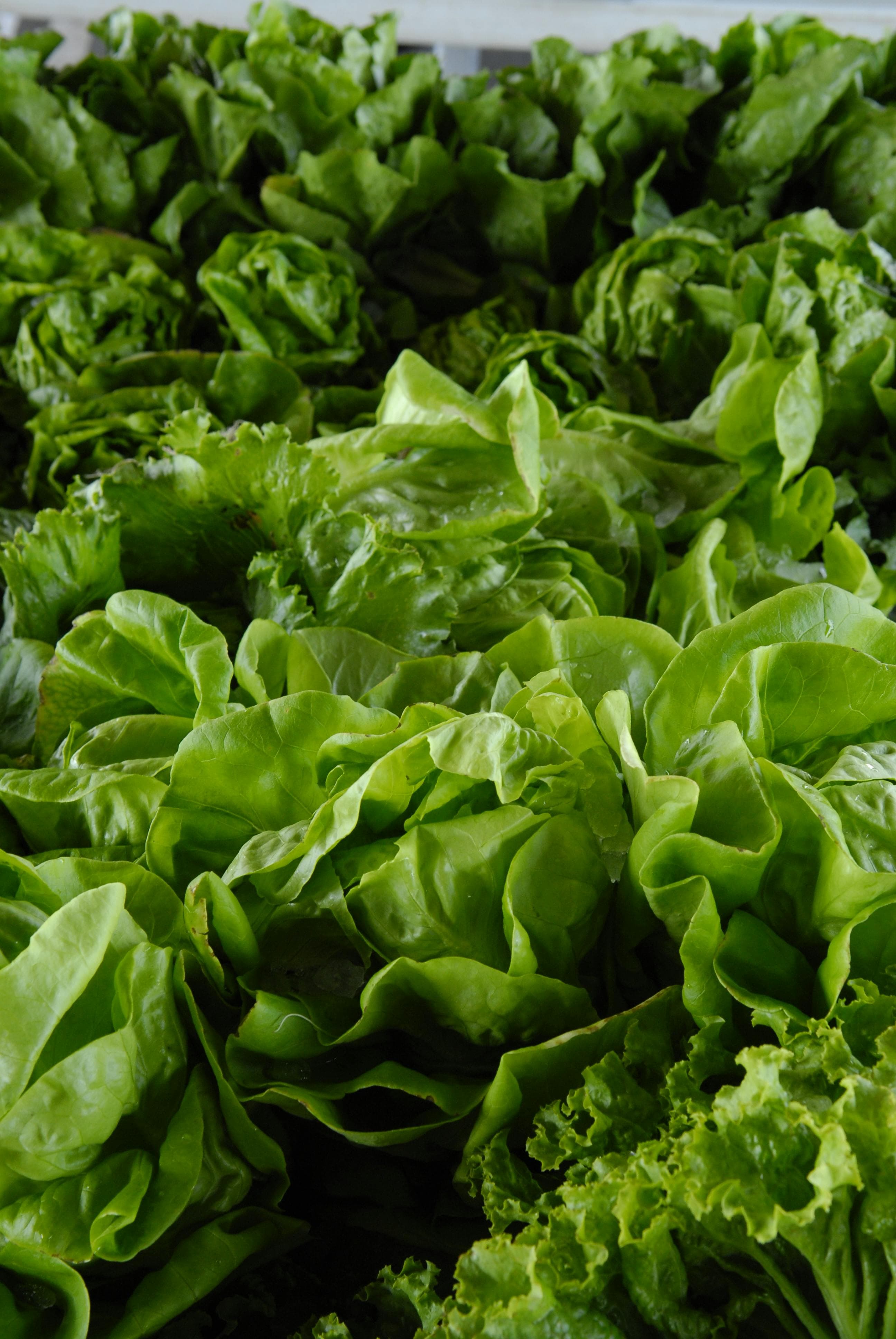 Lettuce