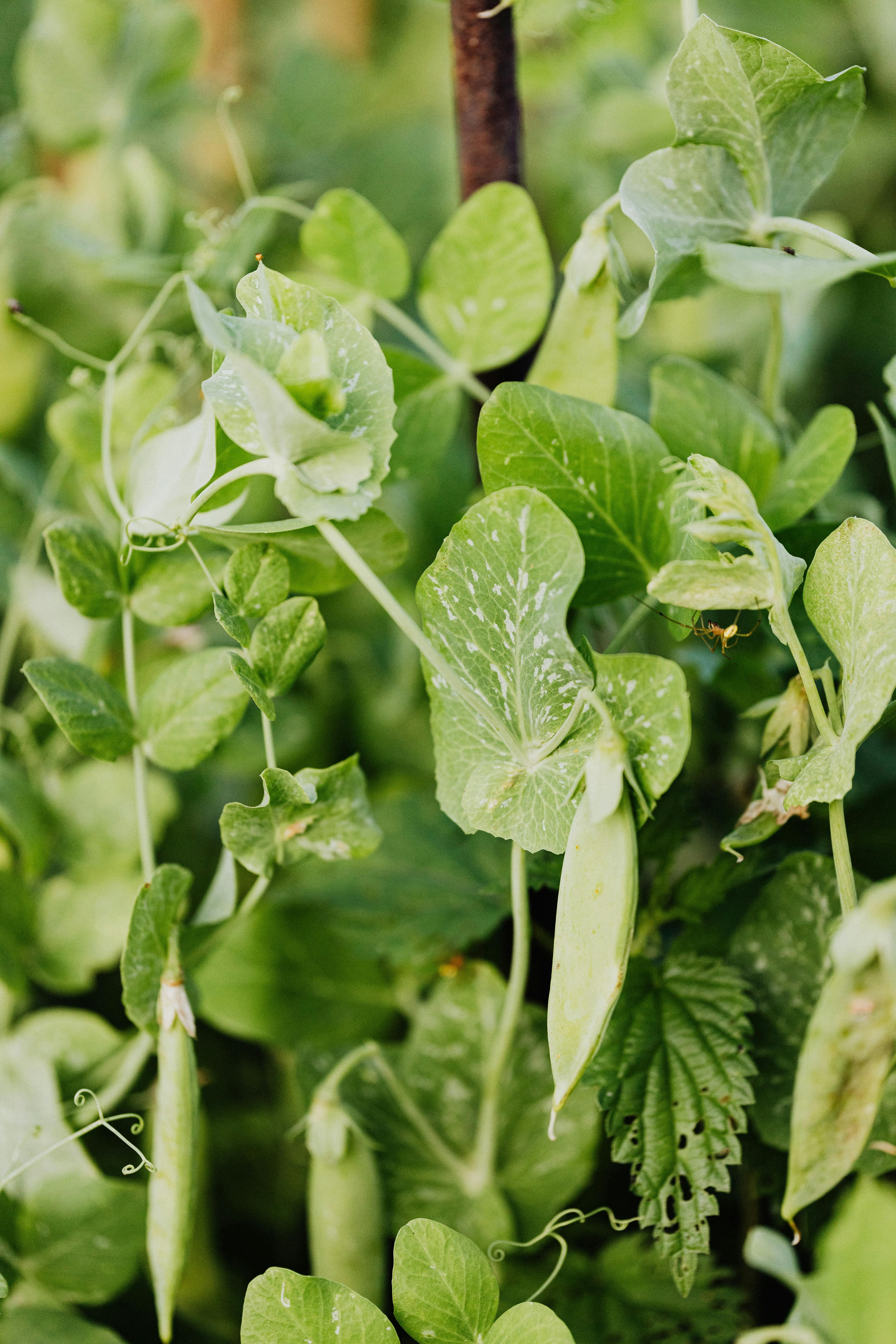 Garden Pea